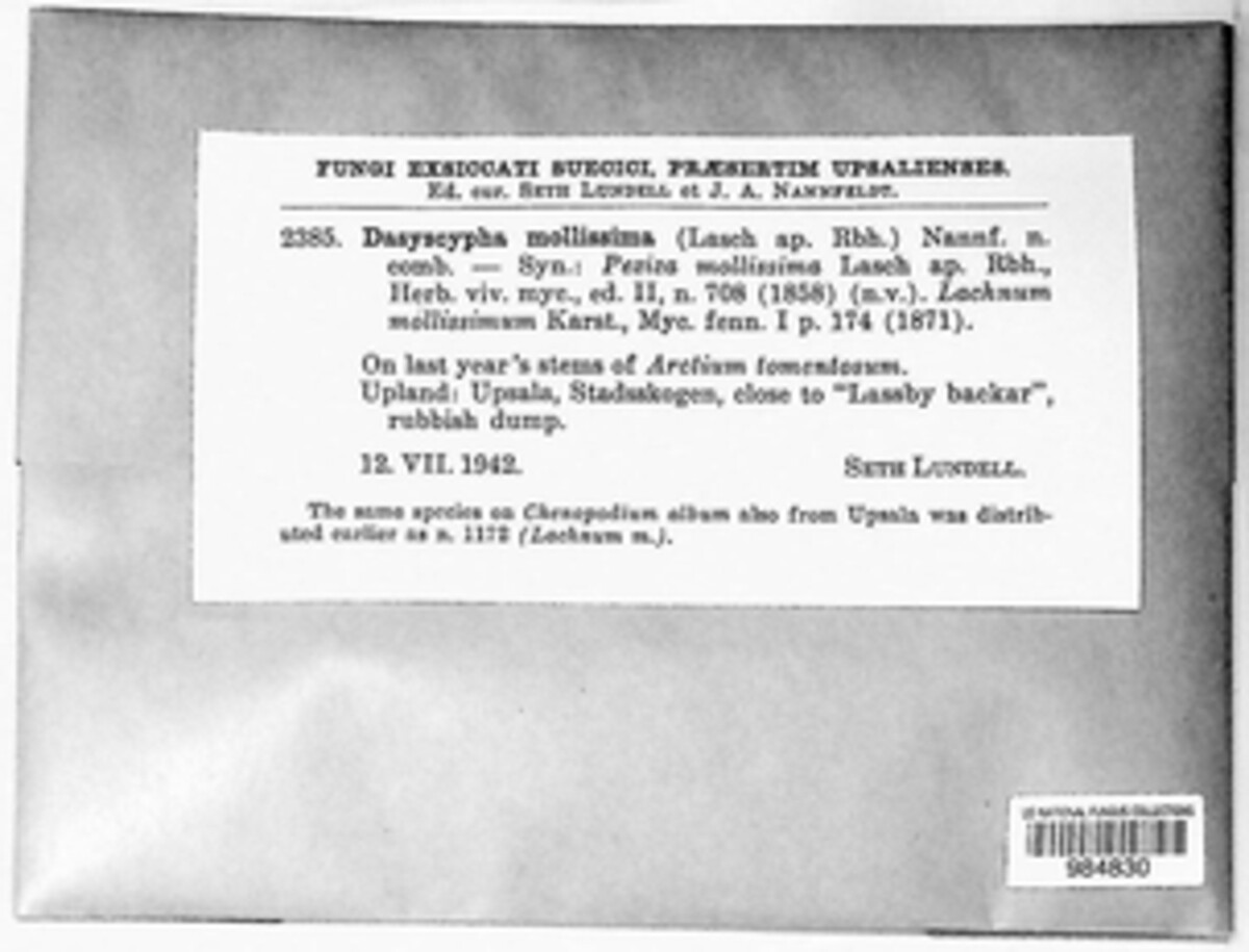 Lachnum mollissimum image